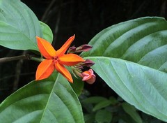 Mussaenda maingayi