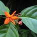 Mussaenda maingayi - Photo (c) John Howes, some rights reserved (CC BY-NC), uploaded by John Howes