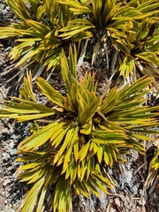 Aciphylla monroi