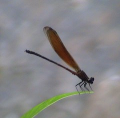 Euphaea ochracea