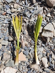 Aciphylla monroi
