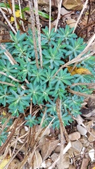 Euphorbia jolkinii
