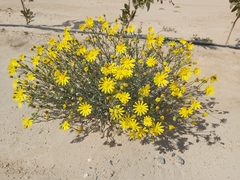 Senecio glaucus