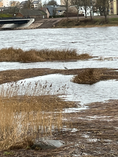 iNaturalist: (c) dzintars, some rights reserved (CC BY-NC) iNaturalist image