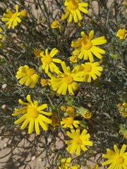 Senecio glaucus