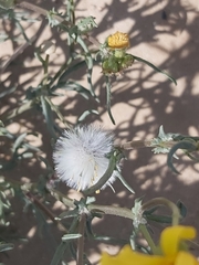 Senecio glaucus