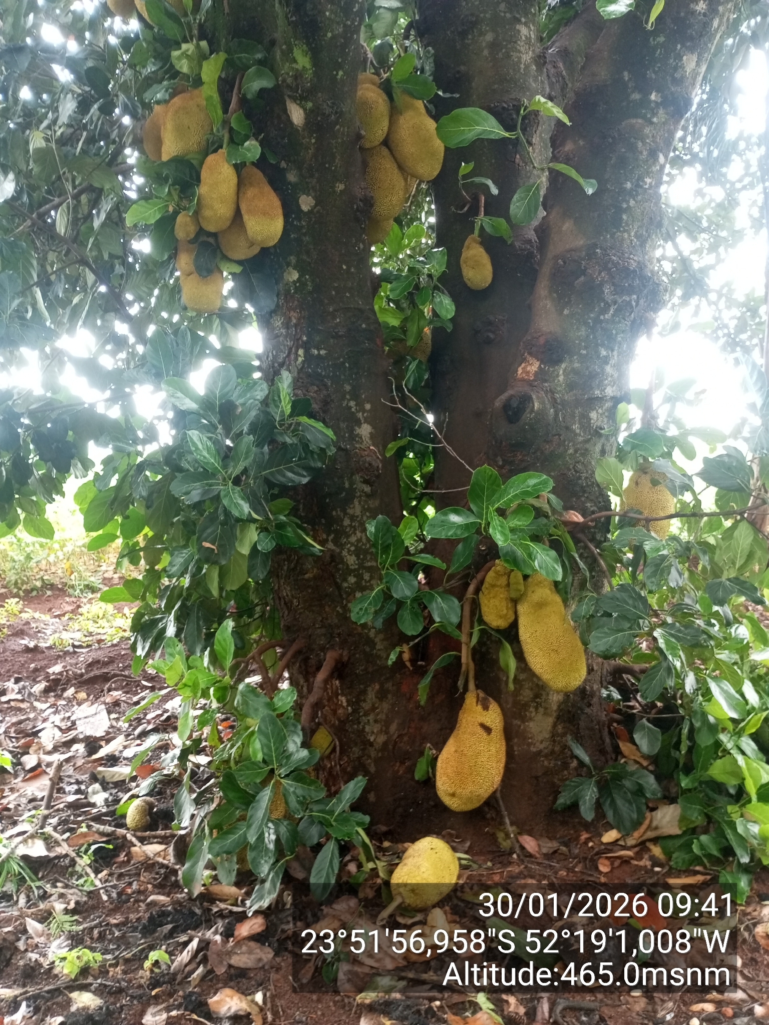 Foto de Artocarpus heterophyllus Lam.