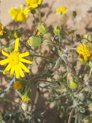 Senecio glaucus