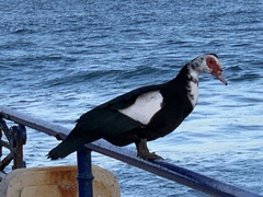 Cairina moschata domestica