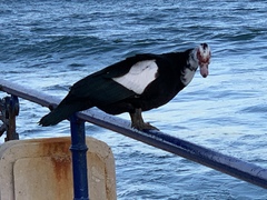 Cairina moschata domestica