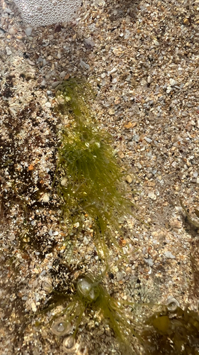 Chaetomorpha antennina observed 2026-01-30