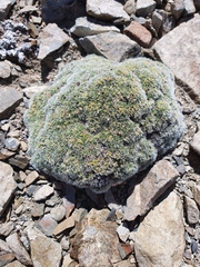 Veronica pulvinaris