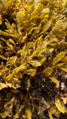 Sargassum aquifolium observed 2026-01-30