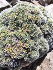 Veronica pulvinaris