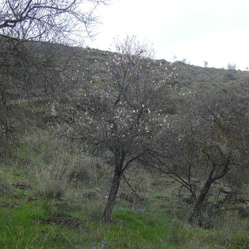 Avistamiento Almendro