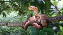 Pareas carinatus
