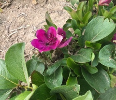 Rhododendron camtschaticum