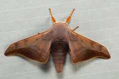 Comparmustilia sphingiformis