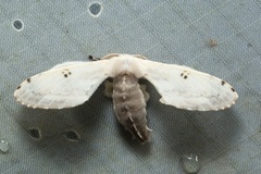 Penicillifera apicalis