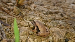Microhyla achatina