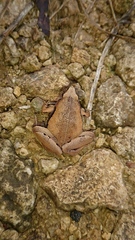 Microhyla achatina
