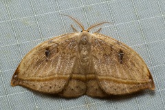 Callidrepana micacea