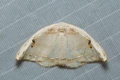 Callidrepana gelidata