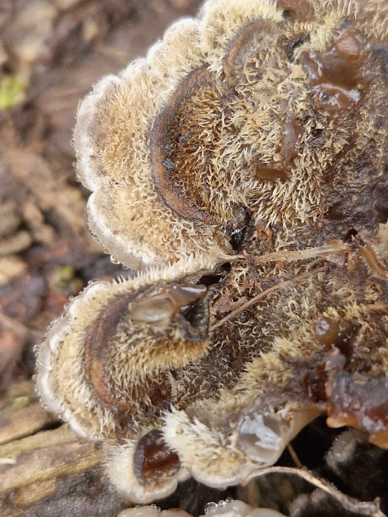 Auricularia mesenterica · January 2026 · photo: © cf125 (iNaturalist, cc-by)