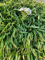 Dolichoglottis scorzoneroides