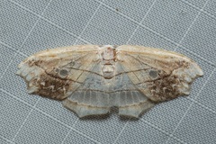 Leucoblepsis excisa