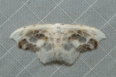 Leucoblepsis renifera