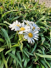 Dolichoglottis scorzoneroides