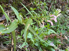 Lobelia bridgesii, photograph (c) Cody Hinchliff, some rights reserved (CC BY)