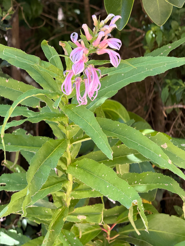 Lobelia bridgesii, photograph 3