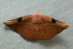 Oreta perobliquilinea