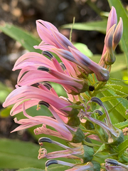 Lobelia bridgesii, photograph (c) Cody Hinchliff, some rights reserved (CC BY)