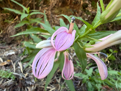 Lobelia bridgesii, photograph (c) Cody Hinchliff, some rights reserved (CC BY)