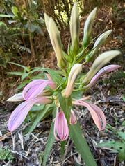 Lobelia bridgesii, photograph (c) Cody Hinchliff, some rights reserved (CC BY)
