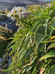 Dolichoglottis scorzoneroides