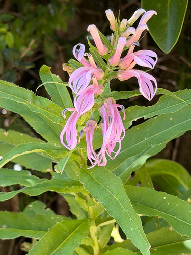 Lobelia bridgesii