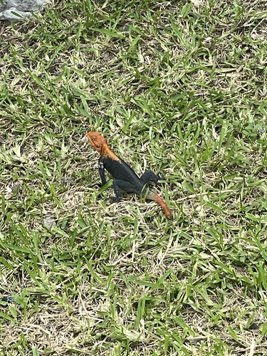 Peters's Rock Agama
