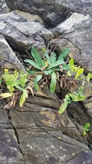 Crepidiastrum lanceolatum