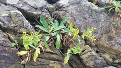 Crepidiastrum lanceolatum