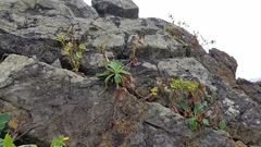 Crepidiastrum lanceolatum