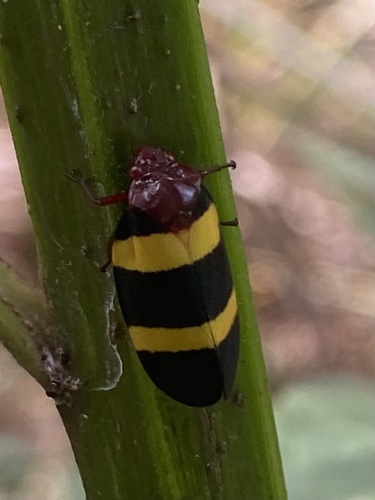 Sphenorhina rubra