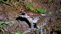 Limnonectes macrodon