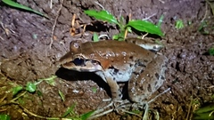 Limnonectes macrodon