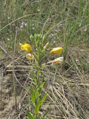 Oenothera × fallax