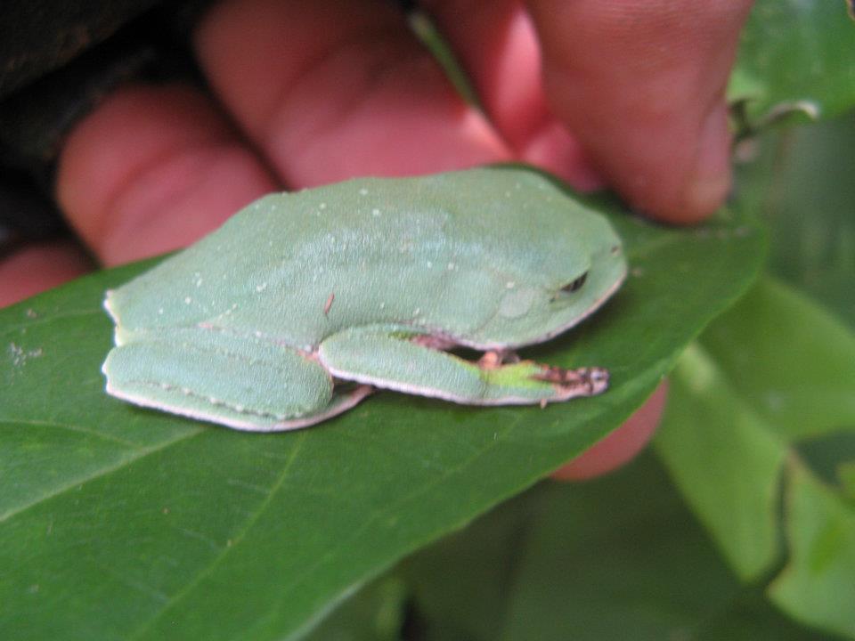 Starry Leaf Frog