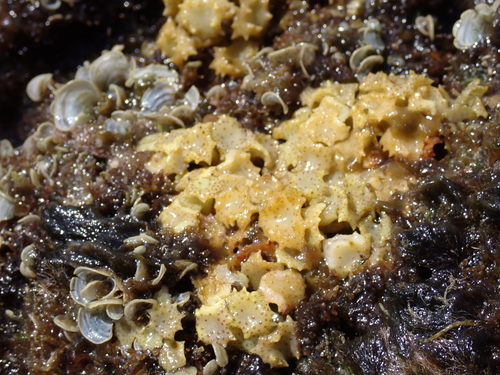 Turbinaria ornata observed 2025-12-26